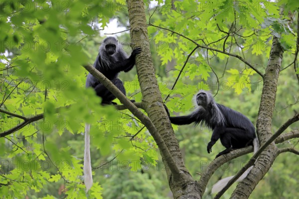 White-bearded snub-nosed monkey (Colobus polykomos), adult, two, sitting, on tree, foraging,