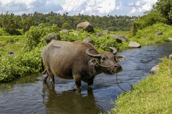 Domesticated water buffalo (Bubalus arnee) Kerabau buffalo standing on a leash in a small stream,