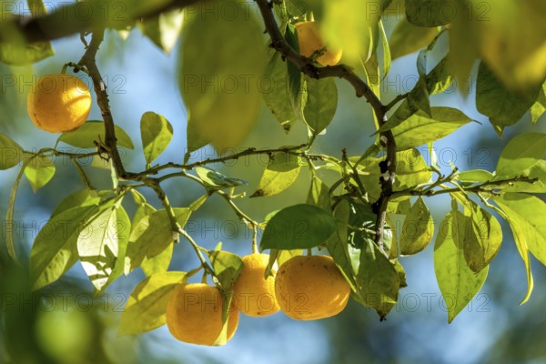 Ripe citrus fruits on branches, sunrays penetrate the dense foliage, summer atmosphere, Netherlands