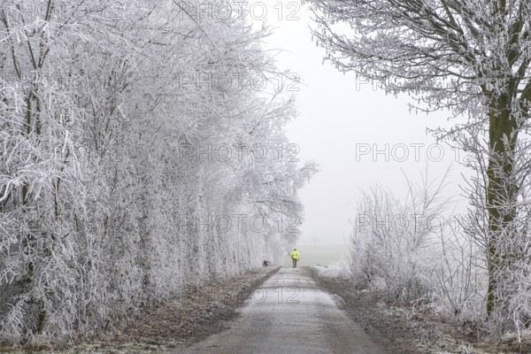 Snow-covered path with icy trees and a person in a yellow coat walking in the distance,