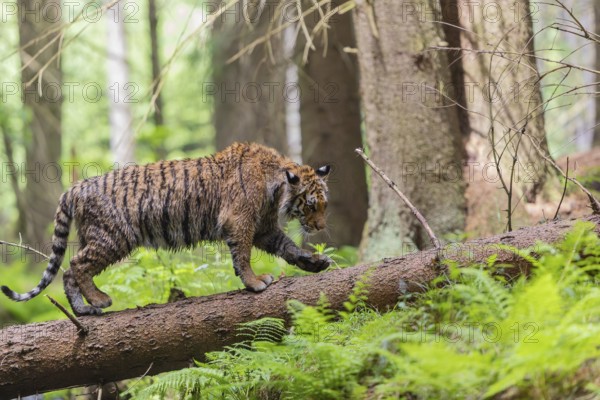 One young female Siberian Tiger, Panthera tigris altaica, crossing a creek deep in a forest over a