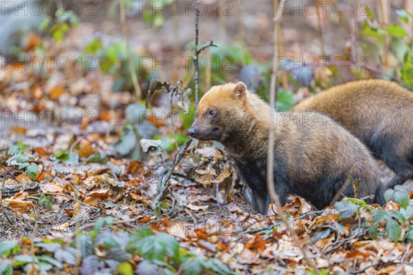 One Bush dog (Speothos venaticus) walking thru deforested area with dead leaves on the hilly ground