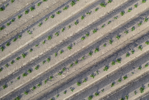 Aerial view of a potato field with ridges and young shoots, Dresden, Saxony, Germany, Europe