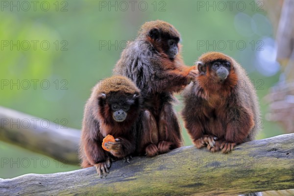 Coppery titi (Plecturocebus cupreus, Syn.: Callicebus cupreus), three coppery titi, group, feeding,