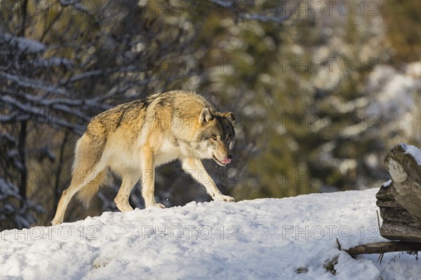 An adult male grey wolf (Canis lupus lupus) stands on a sloping, snow-covered meadow at the edge of