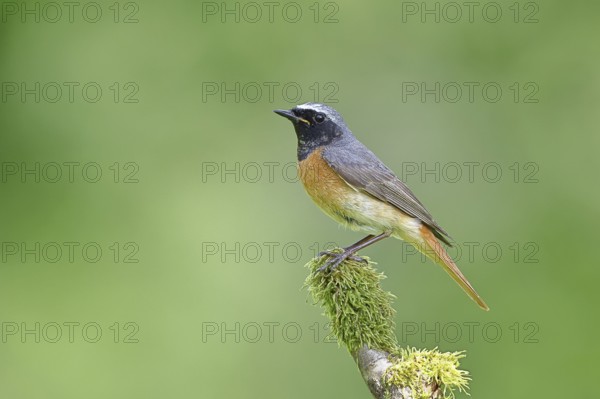 Redstart (Phoenicurus phoenicurus), male on a mossy branch, songbird, wildlife, Siegerland, North