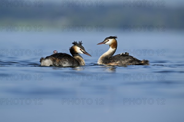 Great Crested Grebe (Podiceps Scalloped ribbonfish), pair with chicks in plumage swimming in the