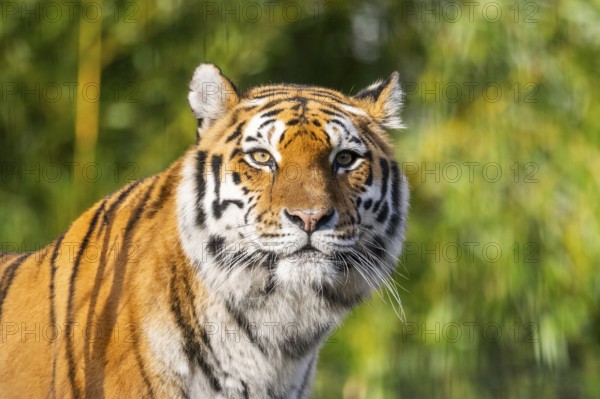 Portrait of a Siberian tiger (Panthera tigris tigris) in a forest, captive, incidence in Russia and