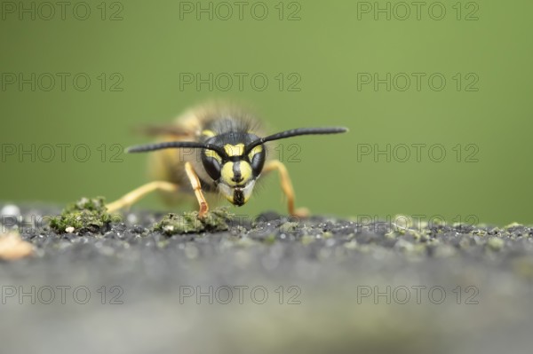 Common wasp (Vespula vulgaris) adult insect in a garden in summer, England, United Kingdom, Europe