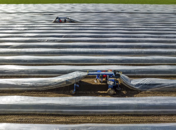 Wesel, North Rhine-Westphalia, Germany, Harvest workers from Eastern Europe harvest the first