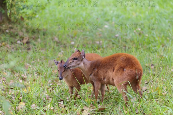 A female red forest duiker, Natal duiker or Natal red duiker (Cephalophus natalensis) stands with