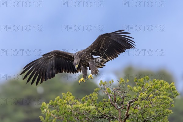 White-tailed eagle, Eurasian sea eagle (Haliaeetus albicilla) juvenile landing with spread wings in
