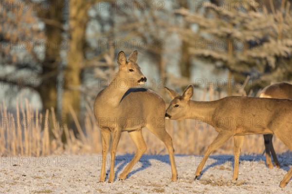 Roe deer on hoar frosted meadow at minus 15 °C at sunrise. Trees and dead stinging nettle in