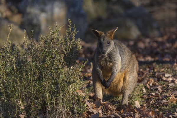 One swamp wallaby (Wallabia bicolor) next to a bush in early morning light