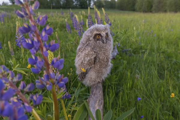 One young long-eared owl (Asio otus), sitting on a branch that is lying in a field of flowering