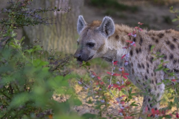 One young adult male spotted hyena (Crocuta crocuta), or laughing hyena standing behind some bushes