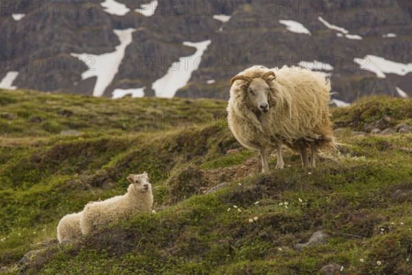 Grazing sheep in fresh green grass, Seydisfjordur, E Iceland