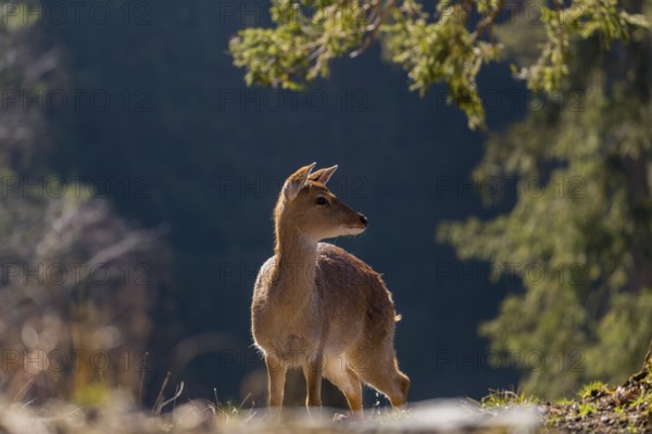 One female Manchurian sika deer or Dybowski's sika deer (Cervus nippon mantchuricus or Cervus