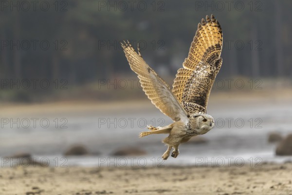 One Siberian Eagle Owl (Bubo bubo sibiricus) flying over a dry lakeshore on an autumnal misty cold