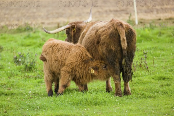 One Highland cow (Bos primigenius taurus) suckling her calf