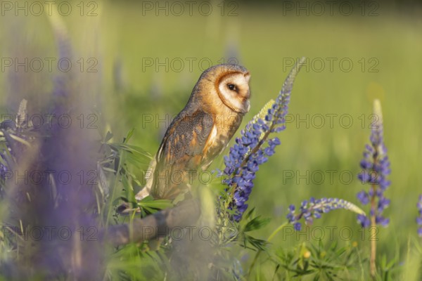 One barn owl (Tyto alba) sitting on a branch lying in a field of flowering lupines in late evening