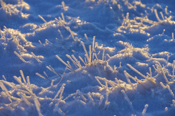 Icy blades of grass in the snow in blue morning light, winter, Wasserkuppe, Gersfeld, Rhön, Hesse,
