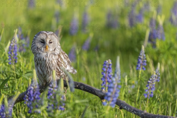 One Ural owl (Strix uralensis) sitting on a branch lying in a field of flowering lupines in late