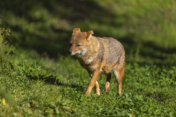 One golden jackal (Canis aureus) walking on green grass on a sunny day