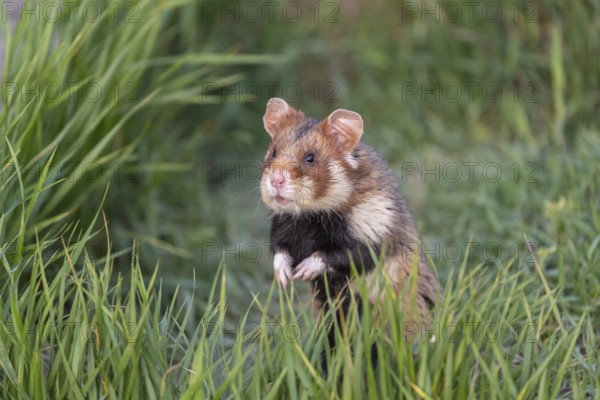 One European hamster (Cricetus cricetus), Eurasian hamster, black-bellied hamster or common