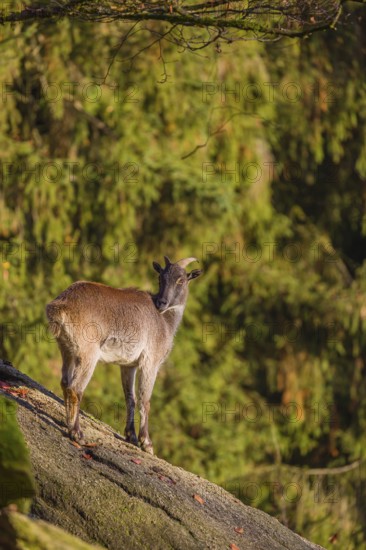 A female Himalayan tahr (Hemitragus jemlahicus) stands on a steep rocky slope. In the background is