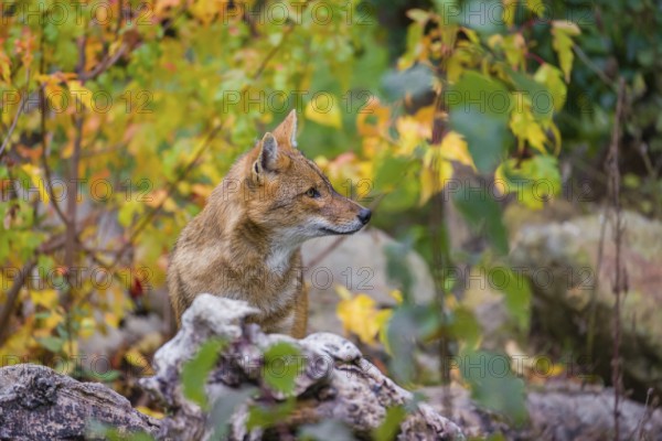 One golden jackal (Canis aureus) stands on a fallen tree trunk. Behind him is a tree in intense
