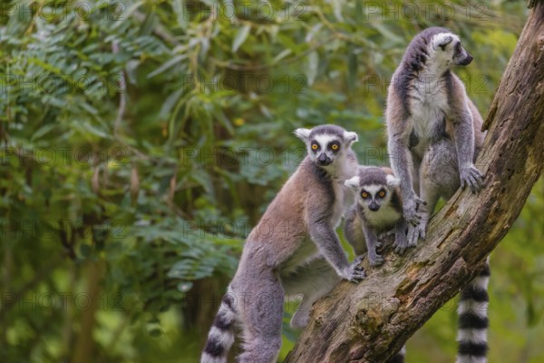 Two adult and one young ring-tailed lemurs (Lemur catta) sit high up on a branch of tree