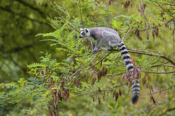 A ring-tailed lemur (Lemur catta) stands high up on a branch of tree with fresh green leafs