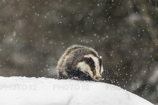 One young European badger (Meles meles) walking through deep snow during snow fall