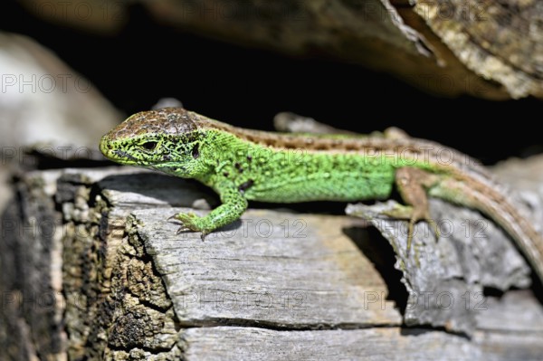 Sand lizard (Lacerta agilis), male in mating plumage, on woodpile, Switzerland, Europe