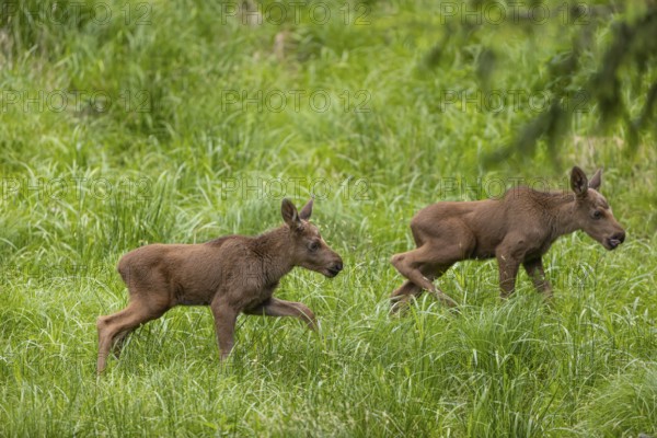 Two baby moose or elk, Alces alces, (19 days old, born May 8, 2020) walking through tall fresh