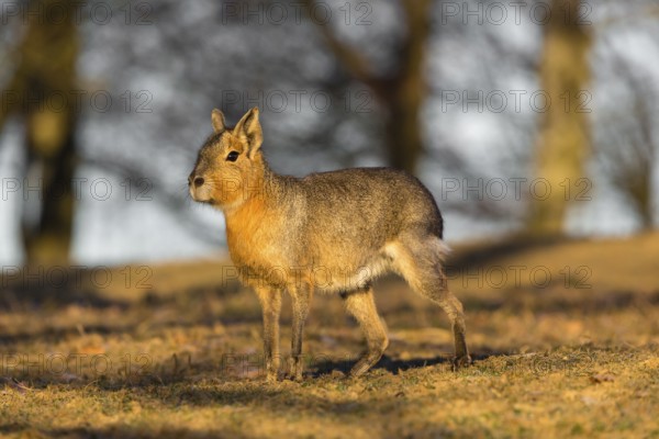 One Patagonian mara (Dolichotis patagonum) walks over a dry meadow in early morning light