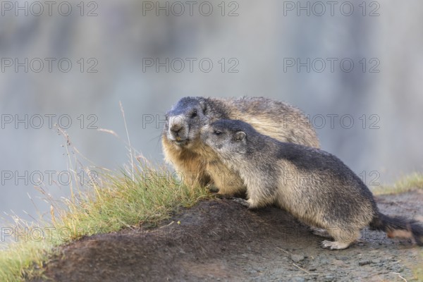 One adult Alpine Marmot, Marmota marmota, and one young marmot standing side by side. Mountains in