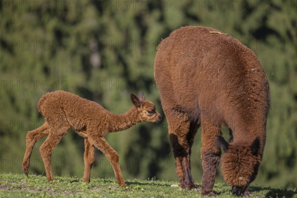 Brown female Alpaca (Vicugna pacos) with her newborn standing in green grass, with a green forest