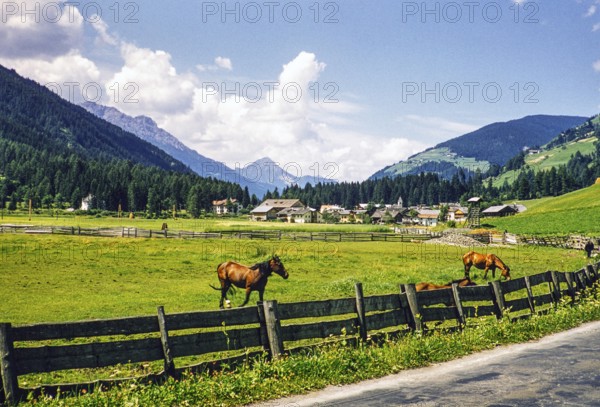 Horses in the pasture, village in the valley, Leinz district, East Tyrol, Austria, Europe 1950s,