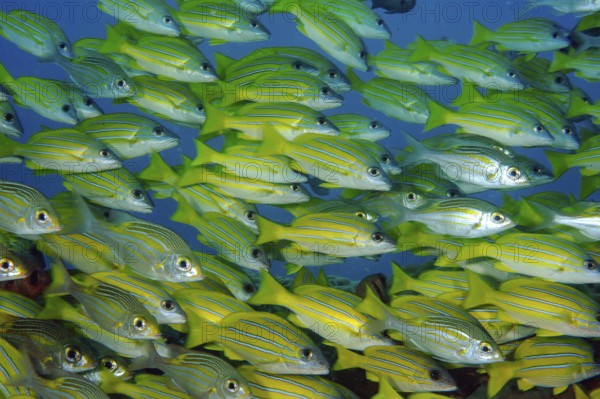 Close-up of shoal of blue-striped snapper (Lutjanus kasmira) Blue-striped snapper, Indian Ocean,