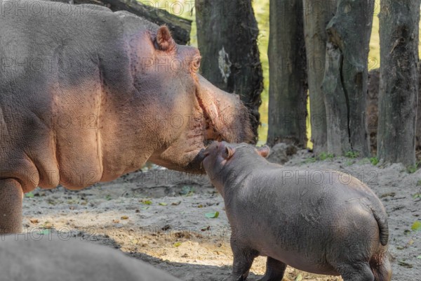 A baby hippopotamus (Hippopotamus amphibius) and its mother standing on a sandy riverbank in an