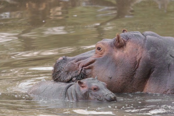 A baby hippopotamus (Hippopotamus amphibius) and its mother swimming in a river