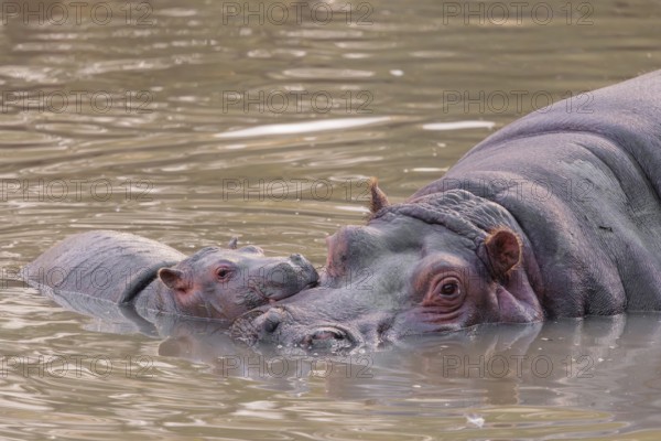 A baby hippopotamus (Hippopotamus amphibius) and its mother resting in a river