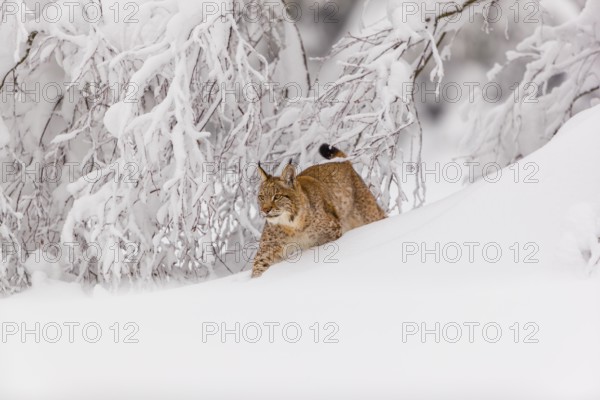 One young male Eurasian lynx, (Lynx lynx), walking through deep snow covered undergrowth in a