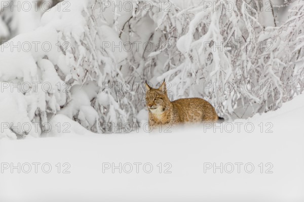One young male Eurasian lynx, (Lynx lynx), walking through deep snow covered undergrowth in a