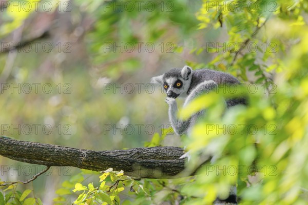 A ring-tailed lemur (Lemur catta) sits high up in a tree on a branch between fresh green leaves