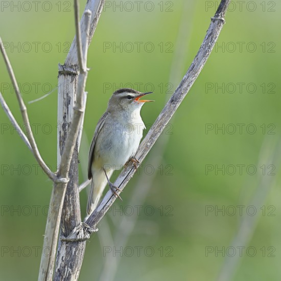 Reed Warbler (Acrocephalus schoenobaenus) singing in a shrub, Wildlife, Lembruch, Ochsen Moor,