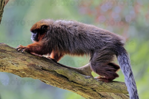 Coppery titi (Plecturocebus cupreus, Syn.: Callicebus cupreus), adult, running, tree trunk, South