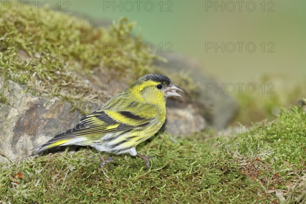 Siskin (Carduelis spinus), male sitting on moss, mossy ground, Wilnsdorf, North Rhine-Westphalia,